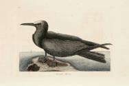 D2006-CMD-919, Plate 88

