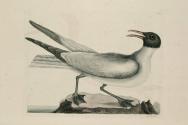 D2006-CMD-920, Plate 89


