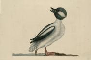 D2006-CMD-923, Plate 95

