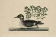 D2006-CMD-925, Plate 98

