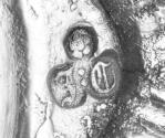 C70-626. Taperstick, maker's mark.