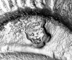 C70-623. Taperstick, leopard's head crowned