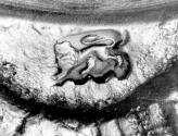 C70-625. Taperstick, lion passant
