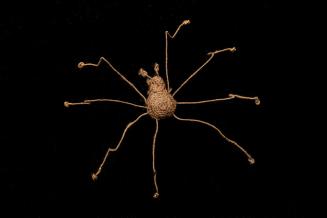 Spider Charm 1952-517