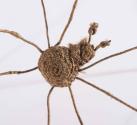 Spider Charm 1952-517
