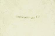 1950-136, Shaving Bowl