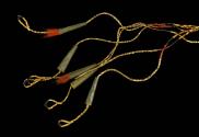 1996-816, Native American Prisoner Halter