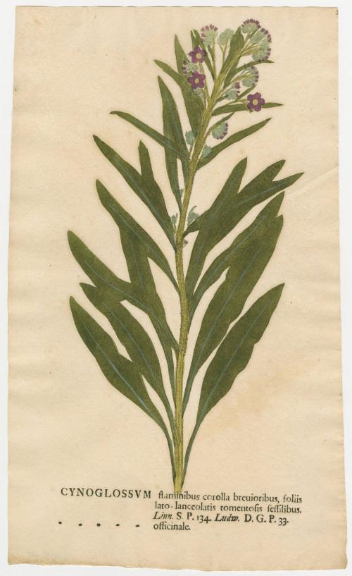 2008-44,1, Print (Cynoglossum)