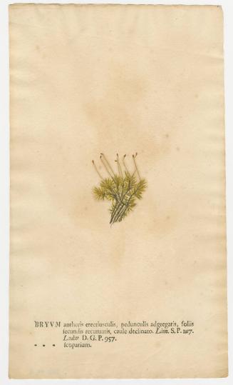2008-44,4, Print (Byrum)