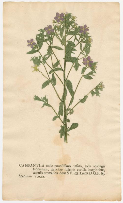 2008-44,6, Print (Campanula/Bellflowers)