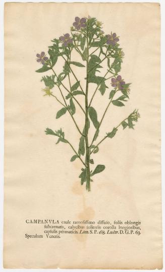 2008-44,6, Print (Campanula/Bellflowers)