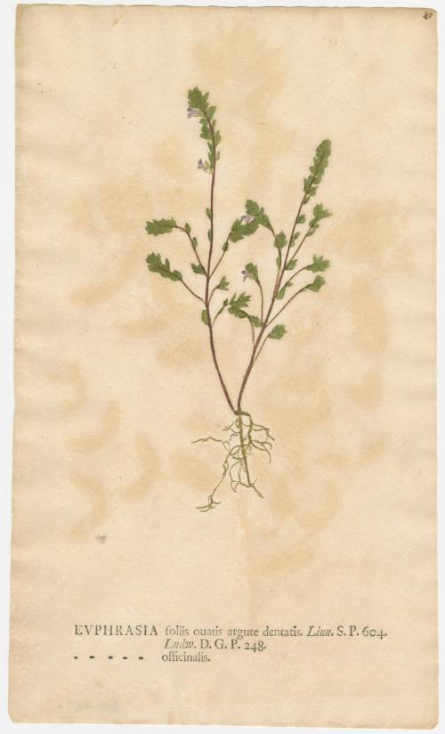 2008-44,9, Print (Euphrasia/Eyebright)