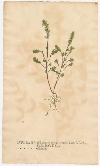 2008-44,9, Print (Euphrasia/Eyebright)