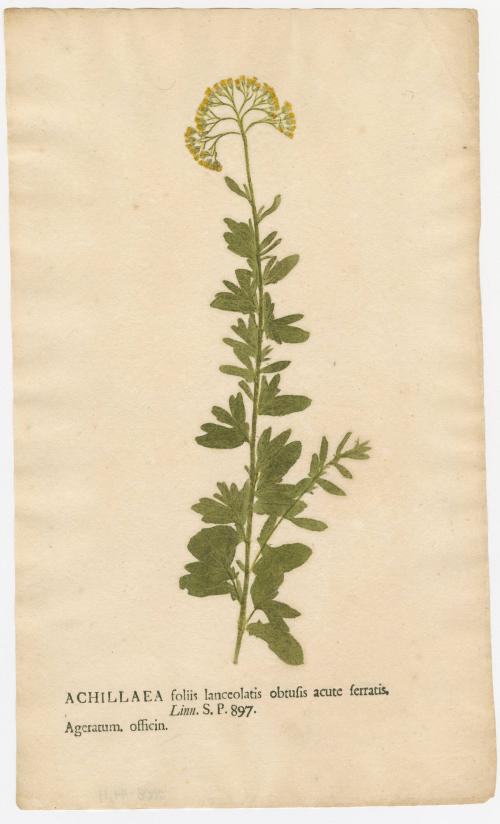 2008-44,11, Print (Achillaea/Yarrow)