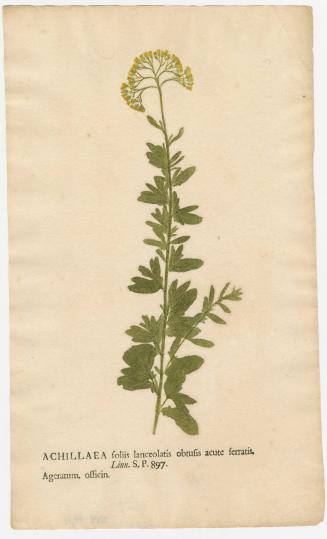 2008-44,11, Print (Achillaea/Yarrow)