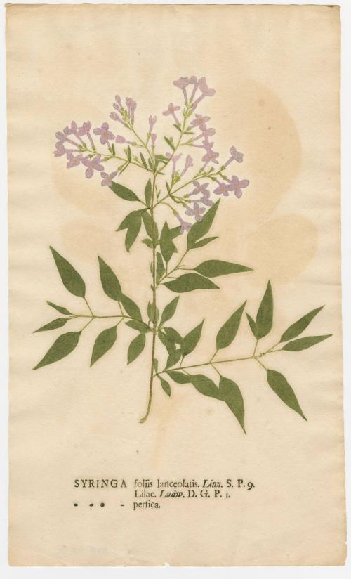 2008-44,16, Print (Syringa/Lilac)