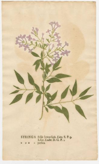 2008-44,16, Print (Syringa/Lilac)