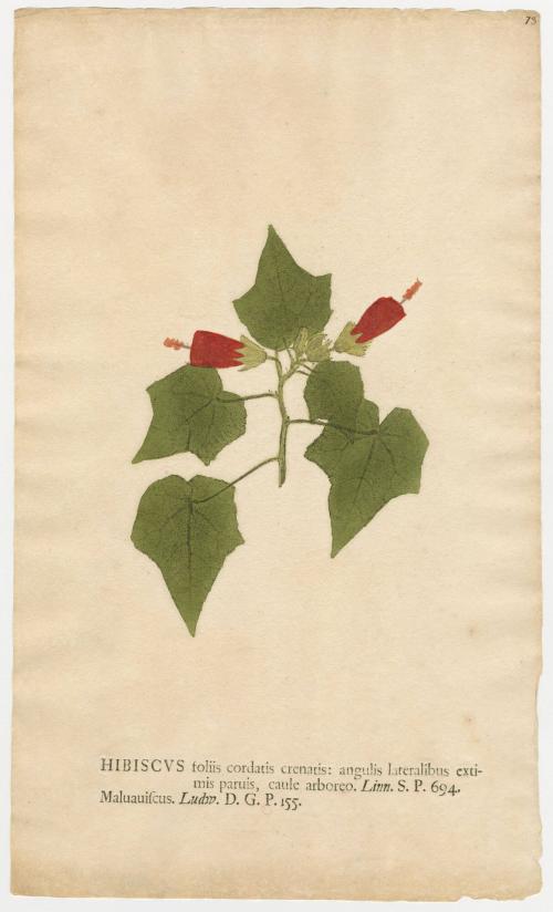 2008-44,17, Print (Hibiscus)