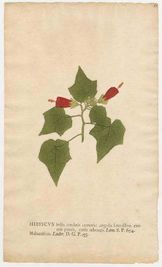 2008-44,17, Print (Hibiscus)