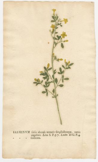 2008-44,20, Print (Jasmine)