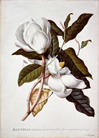 DS1992-0057, Watercolor 1991-581
